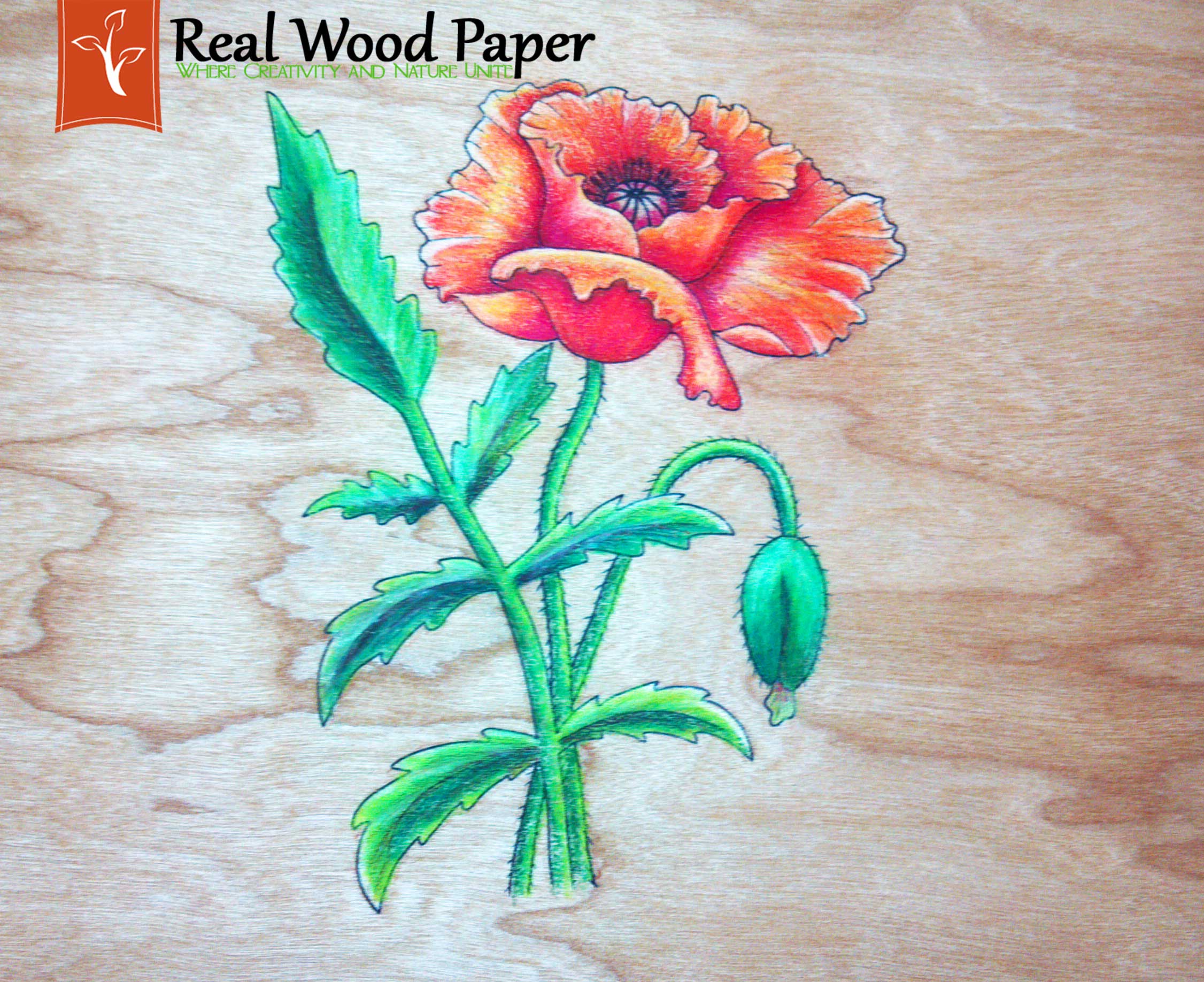 Real Wood Paper Colored Pencils on Cherry Wood