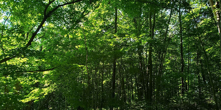 Real wood paper | Real Wood Paper Real wood paper